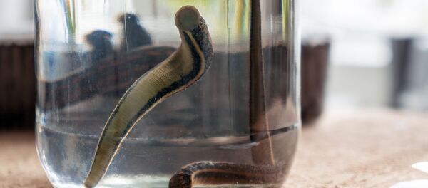 Медицинские пиявки в банке - Sputnik Afrique