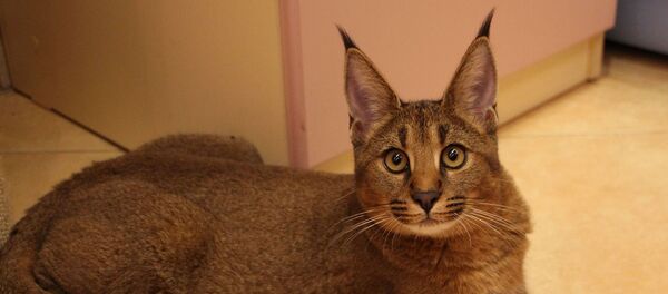 caracat - Sputnik Afrique