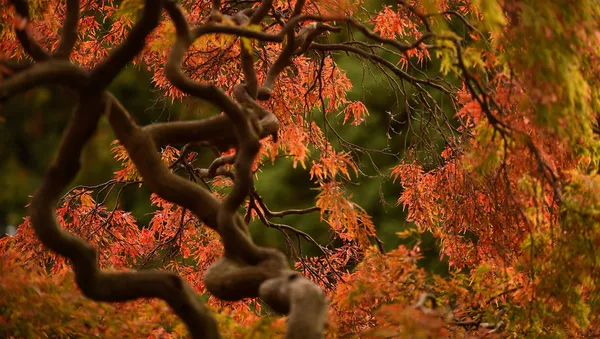 automne, image d'illustration - Sputnik Afrique