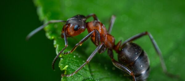 fourmi - Sputnik Afrique