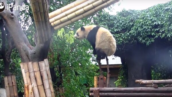 Ce panda qui bouscule les stéréotypes - Sputnik Afrique