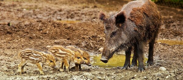 sanglier - Sputnik Afrique