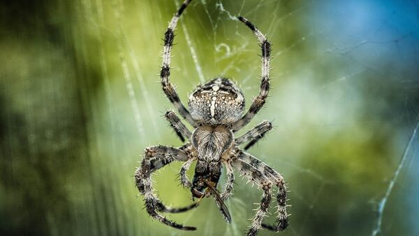 araignée - Sputnik Afrique