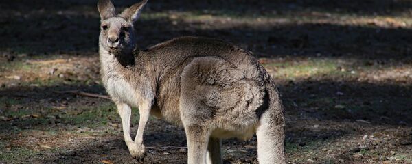 Un kangourou - Sputnik Afrique