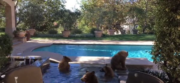 quatre ours dans une piscine - Sputnik Afrique