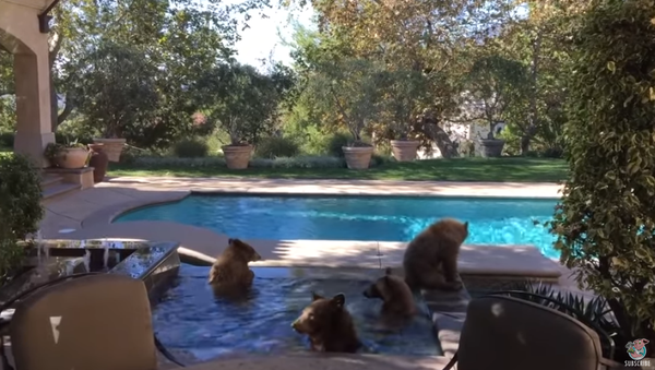 quatre ours dans une piscine - Sputnik Afrique