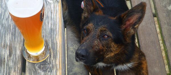 Chien Chien - Sputnik Afrique