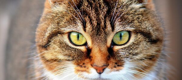 Un chat - Sputnik Afrique