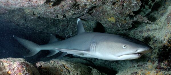 un requin - Sputnik Afrique