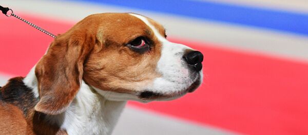 Un beagle - Sputnik Afrique