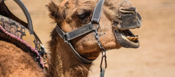 chameau - Sputnik Afrique