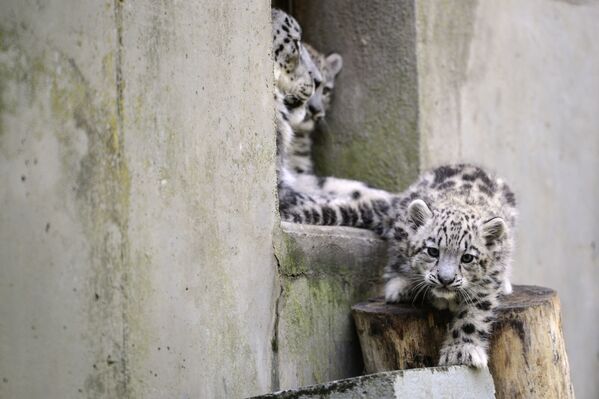 La Journée internationale du léopard des neiges - Sputnik Afrique