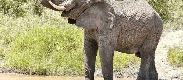 Un éléphant Un éléphant - Sputnik Afrique
