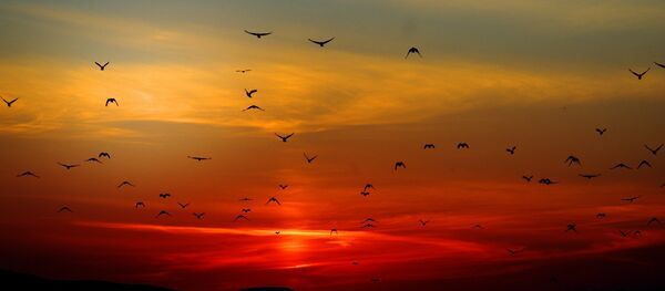 Oiseaux - Sputnik Afrique