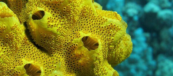 Des éponges marines - Sputnik Afrique