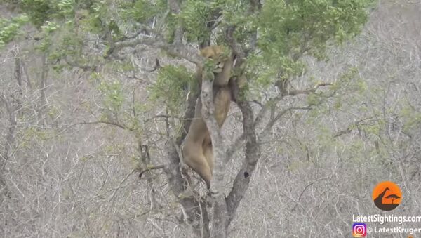 Lion Tries Stealing Food from Leopard - Sputnik Afrique
