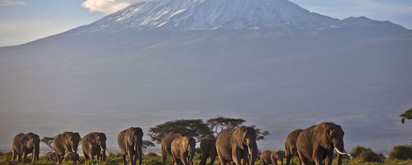Стадо слонов на фоне горы Килиманджаро, Кения - Sputnik Afrique