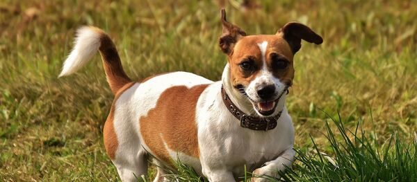 Jack Russel Jack Russel - Sputnik Afrique