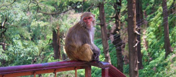 Un singe - Sputnik Afrique