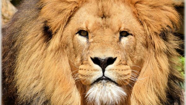 Un lion (image d'illustration) - Sputnik Afrique