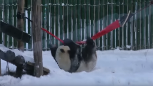 panda dans la neige - Sputnik Afrique