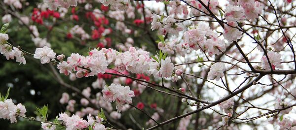 Japon - Sputnik Afrique
