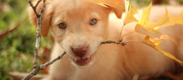 chien - Sputnik Afrique