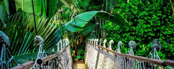 jungle - Sputnik Afrique