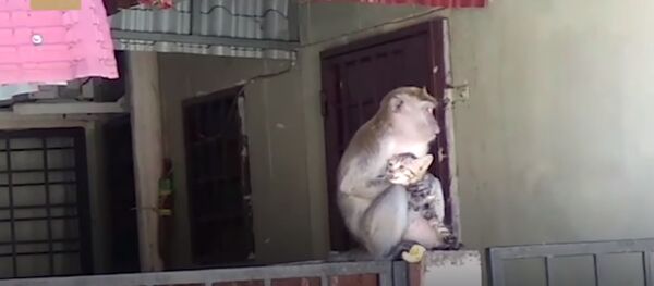 Amusing moment: Wild monkey grooms tiny kitten - Sputnik Afrique