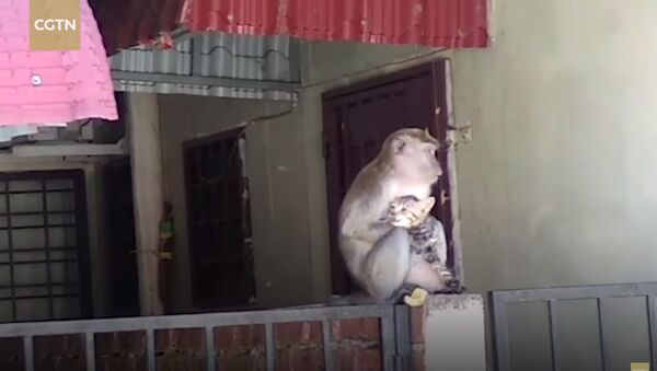 Amusing moment: Wild monkey grooms tiny kitten - Sputnik Afrique