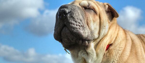 chien - Sputnik Afrique