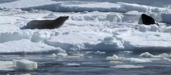 Comment les orques balayent-ils les phoques hors des glaces - Sputnik Afrique