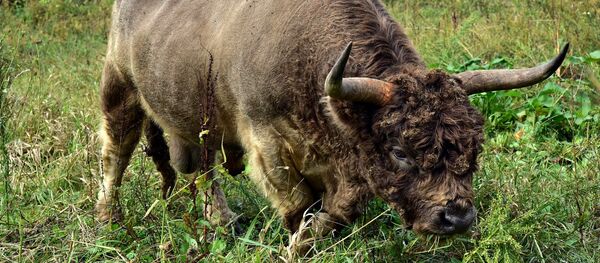 Un taureau - Sputnik Afrique