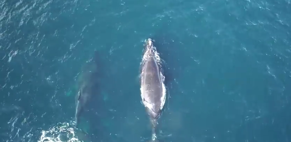 baleine franche du Pacifique Nord - Sputnik Afrique