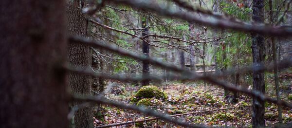 arbres (images d'illustration) - Sputnik Afrique