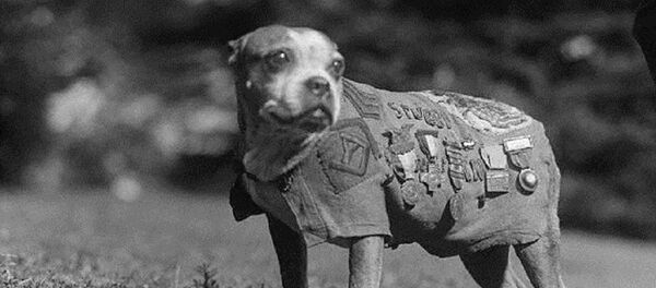 Sergeant Stubby wearing military uniform and decorations. - Sputnik Afrique