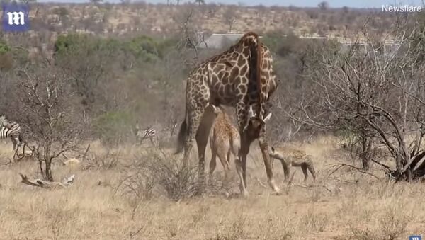 Mother giraffe protects injured calf from hungry hyenas in South Africa - Sputnik Afrique