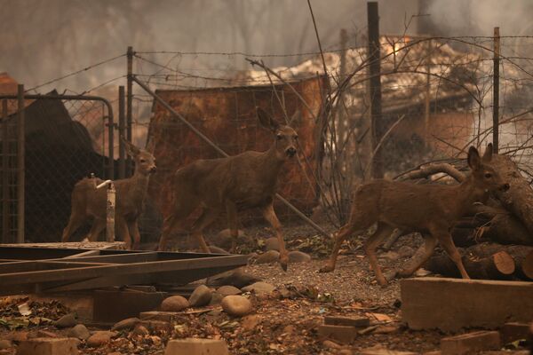 La Californie ravagée par les flammes: les feux de forêts aux États-Unis - Sputnik Afrique