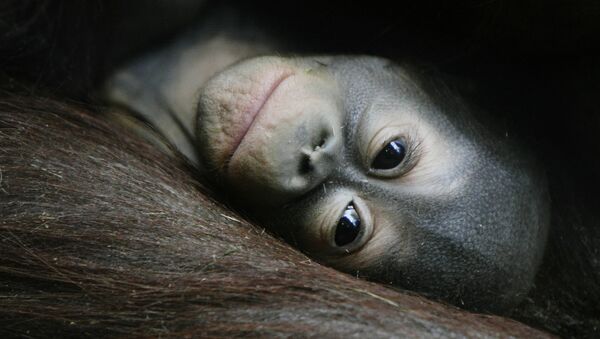Un bébé orang-outan - Sputnik Afrique