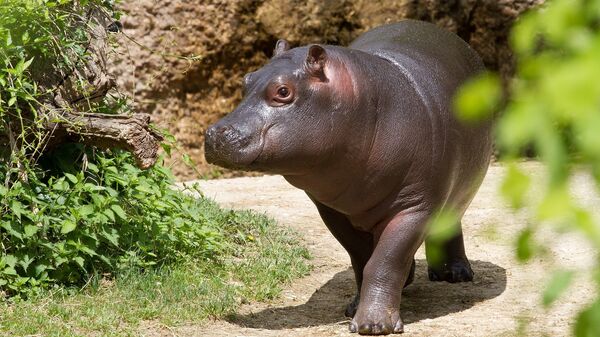 Un bébé hippopotame - Sputnik Afrique
