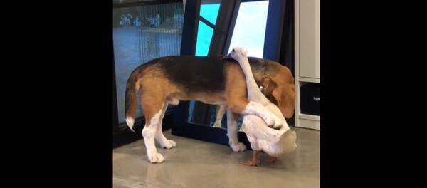 Un couple inhabituel: lorsque l’amitié ne connaît pas de frontières - Sputnik Afrique