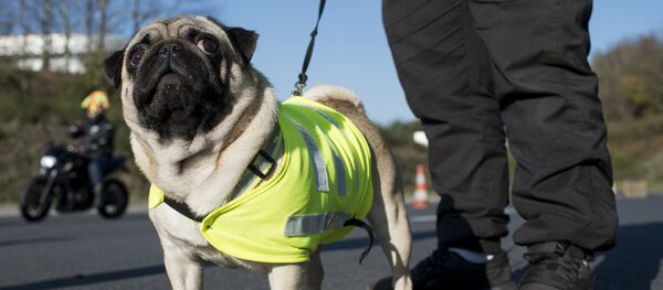 Le mouvement de protestation des gilets jaunes - Sputnik Afrique
