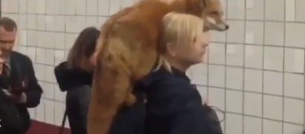 C'est fou ce qu'on peut voir dans le métro de Moscou! Croyez-en vos yeux, c’est un renard - Sputnik Afrique