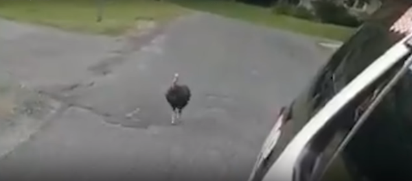 'Turkey gone wild' chases police cruiser - Sputnik Afrique