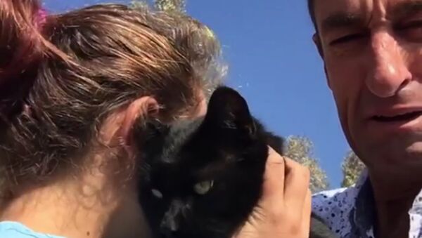 Retrouvailles touchantes avec un chat survivant d’un incendie de forêt - Sputnik Afrique