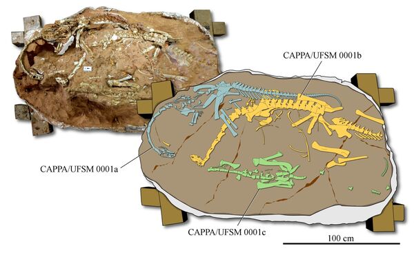Macrocollum itaquii, ossements fossiles d’une espèce de dinosaure jusqu’alors inconnue Macrocollum itaquii, ossements fossiles d’une espèce de dinosaure jusqu’alors inconnue - Sputnik Afrique