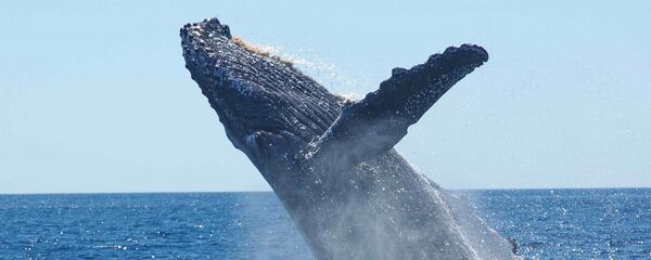 Baleine à bosse - Sputnik Afrique