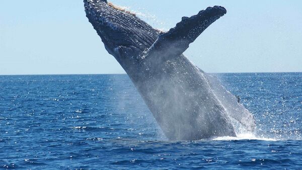 Baleine à bosse - Sputnik Afrique