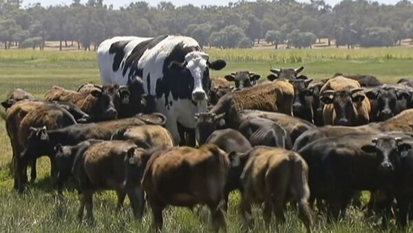 Une vache sacrée: un taureau de deux mètres ne deviendra pas un burger grâce à son taille gigantesque - Sputnik Afrique