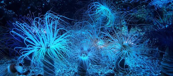 créature marine - Sputnik Afrique